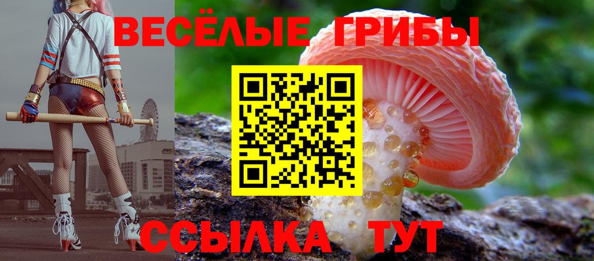 Галлюциногенные грибы Psilocybe  Вход с VPN  Губаха 